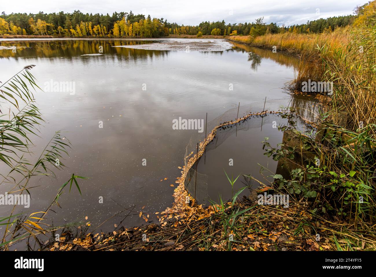 Ein Karpfenteich in der Nähe von Mitterteich, Bayern, Deutschland, hält noch Wasser und ist am Auslauf mit einem Sperrzaun ausgestattet. Er ist so konzipiert, dass die Karpfen vom Abfluss ferngehalten werden, sobald der Teich später geleert wird. Stockfoto