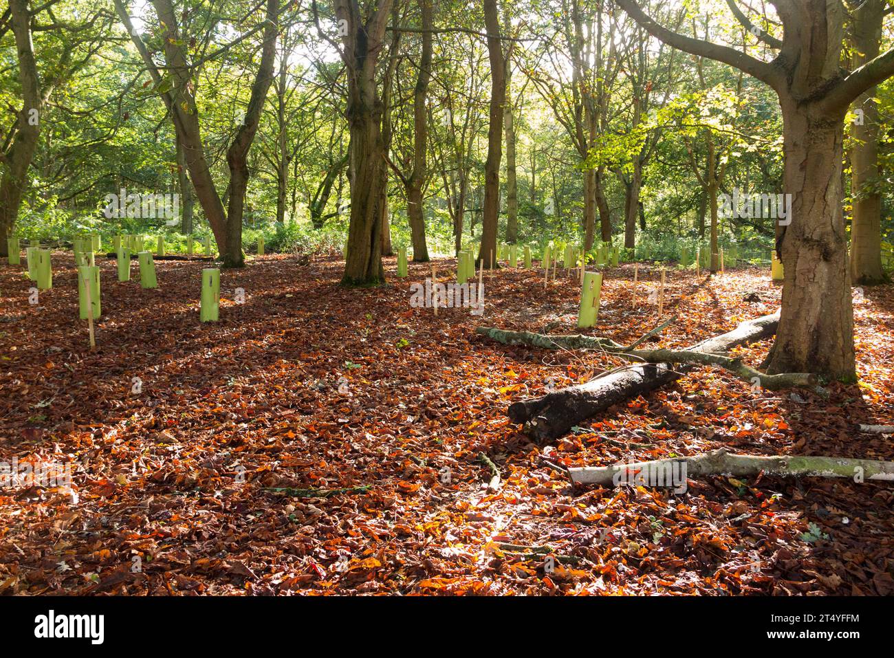 Woodland Gardens: Herbstliche alte und neu gepflanzte Bäume. Bushy Park, Hampton, Großbritannien. Sonnenstrahlen, die durch die Blätter gehen / gefallene Baumblätter und warmer Himmel. (136) Stockfoto