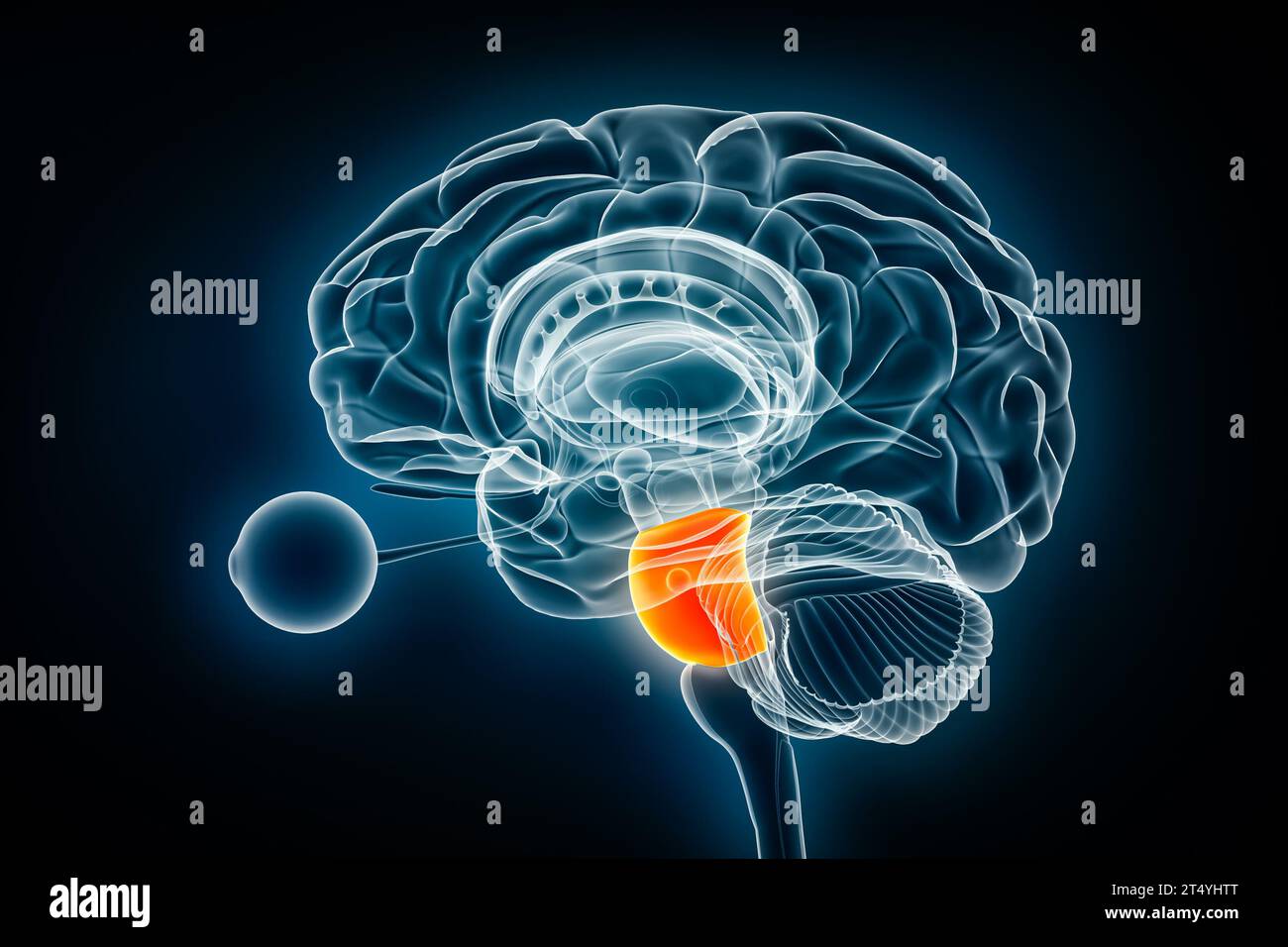 Pons laterale Röntgenansicht 3D-Rendering-Illustration. Menschliche Hirnstammanatomie oder Hirnstammanatomie, Medizin, Gesundheitswesen, Biologie, Wissenschaft, Neurowissenschaft, neurol Stockfoto