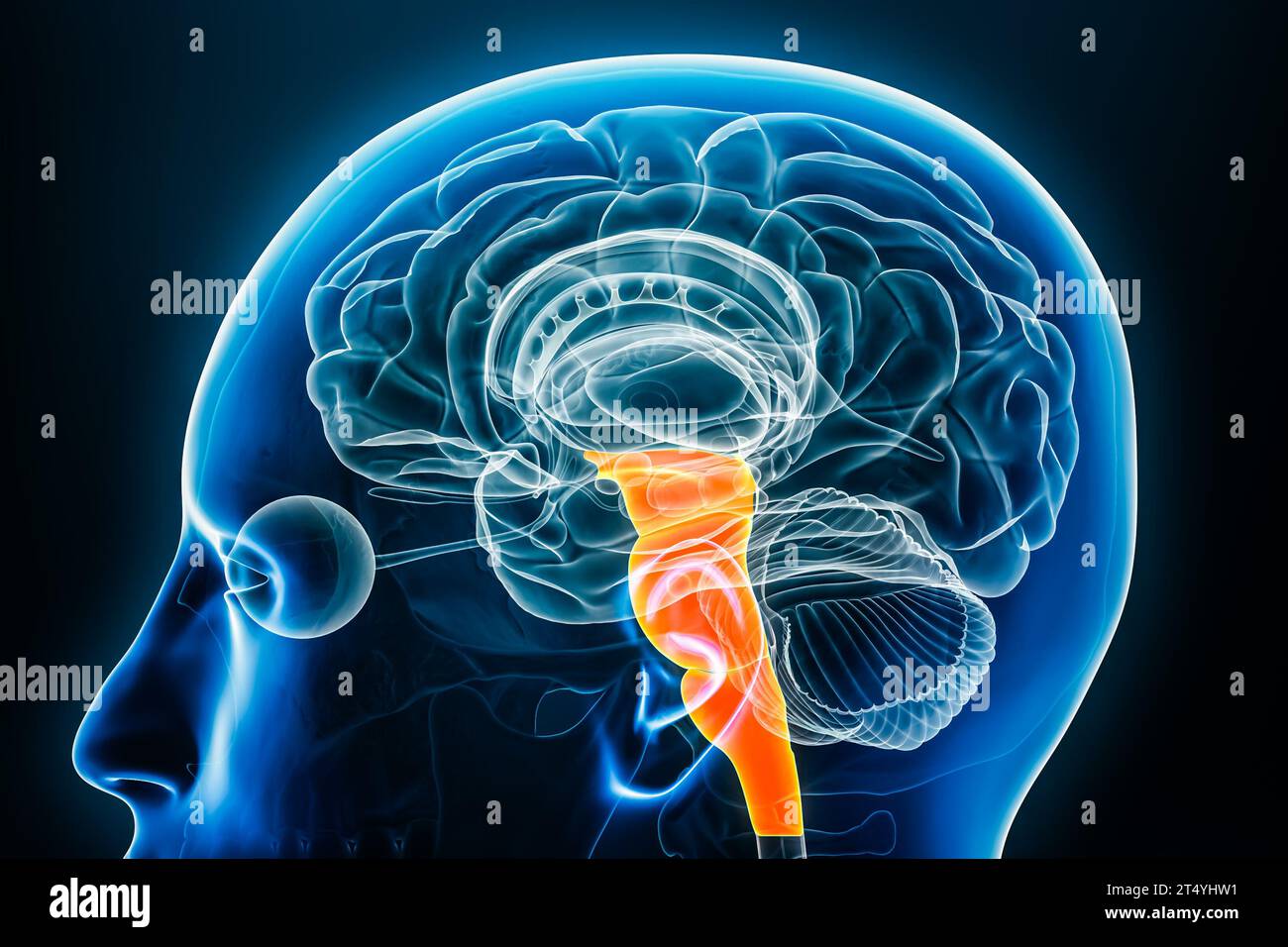 Hirnstamm- oder Hirnstamm-Röntgenprofil Nahansicht 3D-Rendering-Illustration mit Körperkonturen. Menschliche Anatomie, Medizin, Biologie, Wissenschaft, Neuroscien Stockfoto