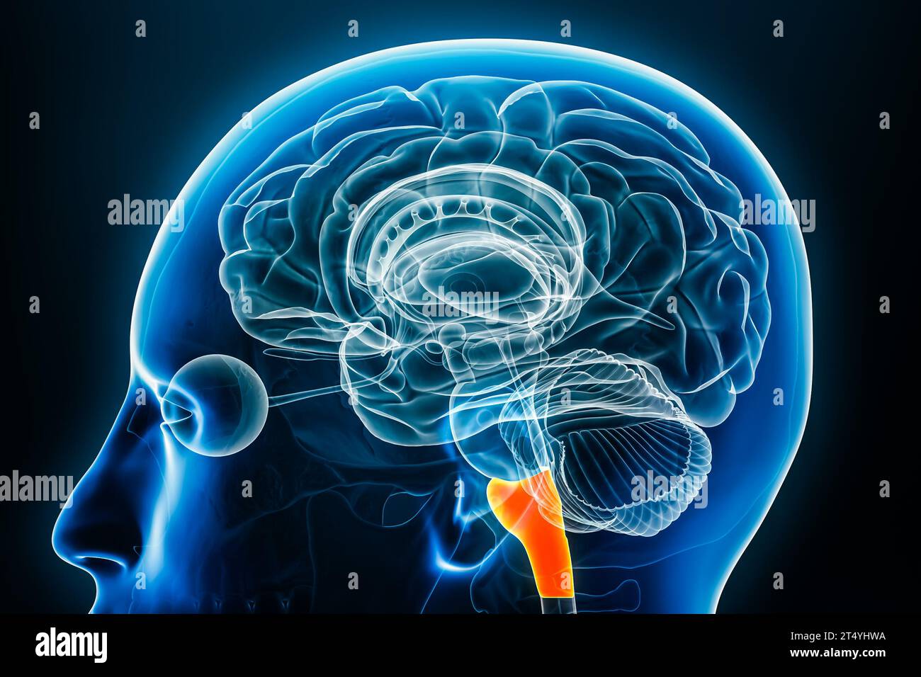 Medulla oblongata-Röntgenprofil-Nahansicht 3D-Rendering-Illustration mit Körperkonturen. Menschliche Hirnstamm- oder Hirnstamm-Anatomie, Medizin, Biologie, s Stockfoto