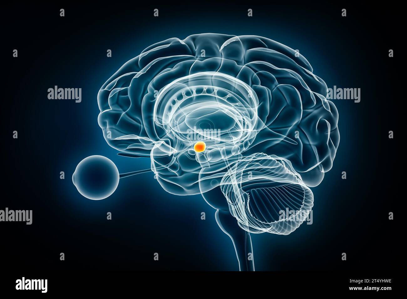 Röntgenologische Darstellung des zerebralen Amygdalaprofils in 3D-Darstellung. Menschliches Gehirn und limbisches System Anatomie, Medizin, Gesundheitswesen, Biologie, Wissenschaft, Neurosci Stockfoto