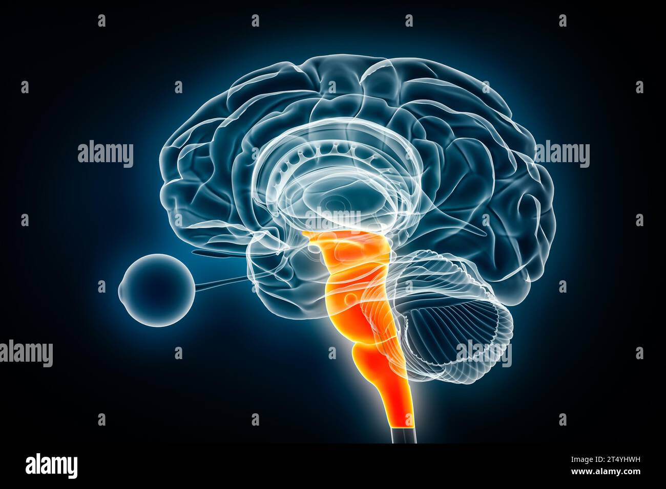 Hirnstamm oder Hirnstamm laterale Röntgenansicht 3D-Rendering-Illustration. Anatomie des menschlichen Nervensystems, Medizin, Gesundheitswesen, Biologie, Wissenschaft, Neuroscienc Stockfoto
