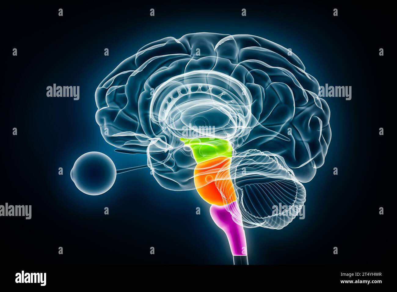 Mittelhirn in Grün, Pons in Orange und Medulla oblongata in violetter 3D-Darstellung. Menschliche Hirnstamm- oder Hirnstamm-Anatomie, Medizin, Biologie, Stockfoto