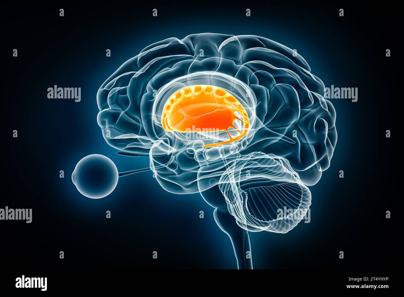 3D-Darstellungsdarstellung des Corpus striatum-Profils. Anatomie des menschlichen Gehirns und der Basalganglien, Medizin, Gesundheitswesen, Biologie, Wissenschaft, Neuroscien Stockfoto