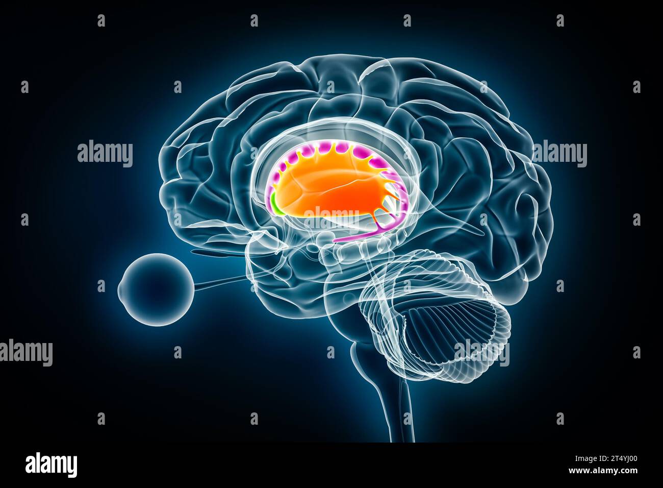 Putamen in Orange, Nucleus accumulbens in grünem und kaudatalem Nucleus in purpurroter 3D-Darstellung. Menschliches Gehirn, Basalganglien und Corpus striatum Stockfoto