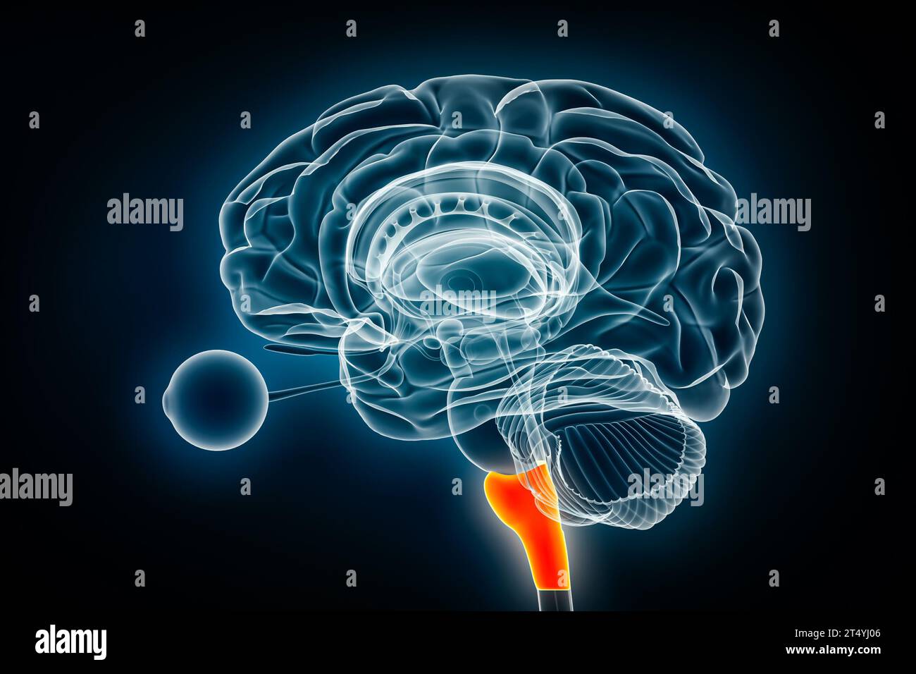 Medulla oblongata laterale Röntgendarstellung 3D-Darstellung. Menschliche Hirnstamm- oder Hirnstamm-Anatomie, Medizin, Gesundheitswesen, Biologie, Wissenschaft, Neurosci Stockfoto