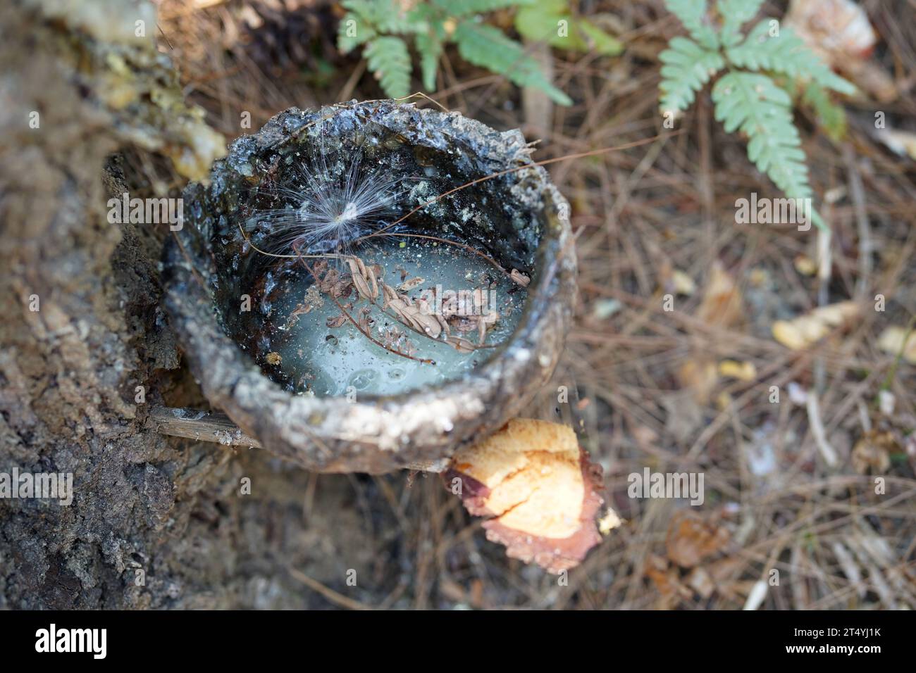 Eine Schale mit Harz hängt von einer Kiefer in Tulungagung, Ost-Java, Indonesien. Stockfoto