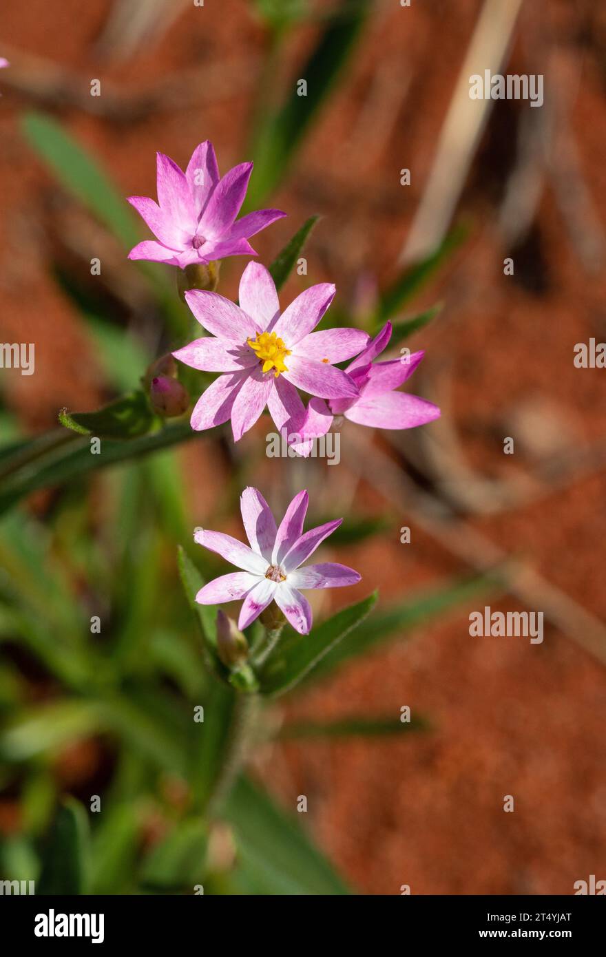 The Pink Everlasting (Schoenia cassiniana), Alice Springs, Northern Territory, Australien Stockfoto
