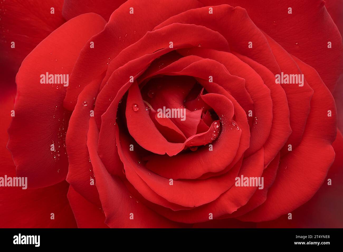 Makroansicht aus nächster Nähe der roten Rose, zeitloses Symbol der Liebe und Zuneigung, tiefes leuchtendes Rot und detailreiche schöne blühende Hintergrundwand Stockfoto