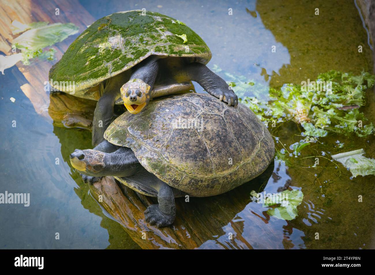 Zwei gelb gefleckte Amazonasschildkröten auf einem Baumstamm. Stockfoto