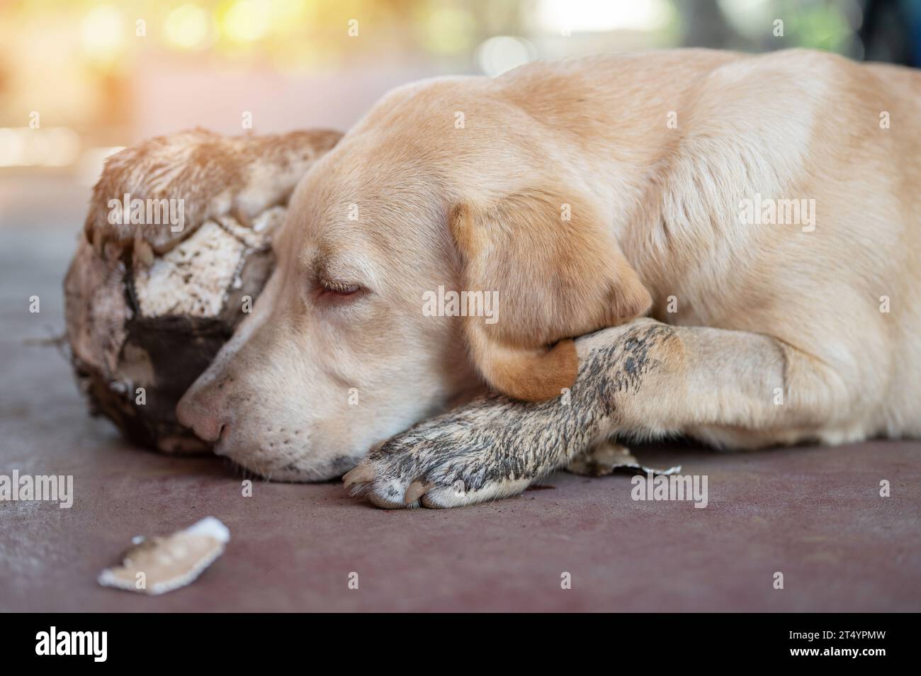 Labrador-Hund schlafen mit Ball und halten mit Pfote Stockfoto