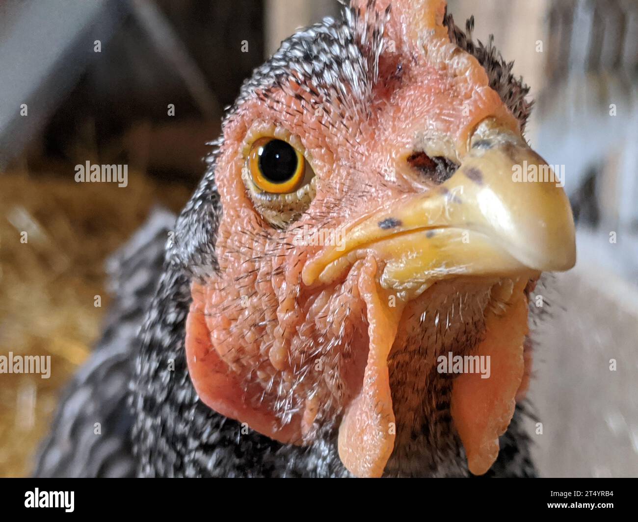 Huhn auf dem Hof Stockfoto