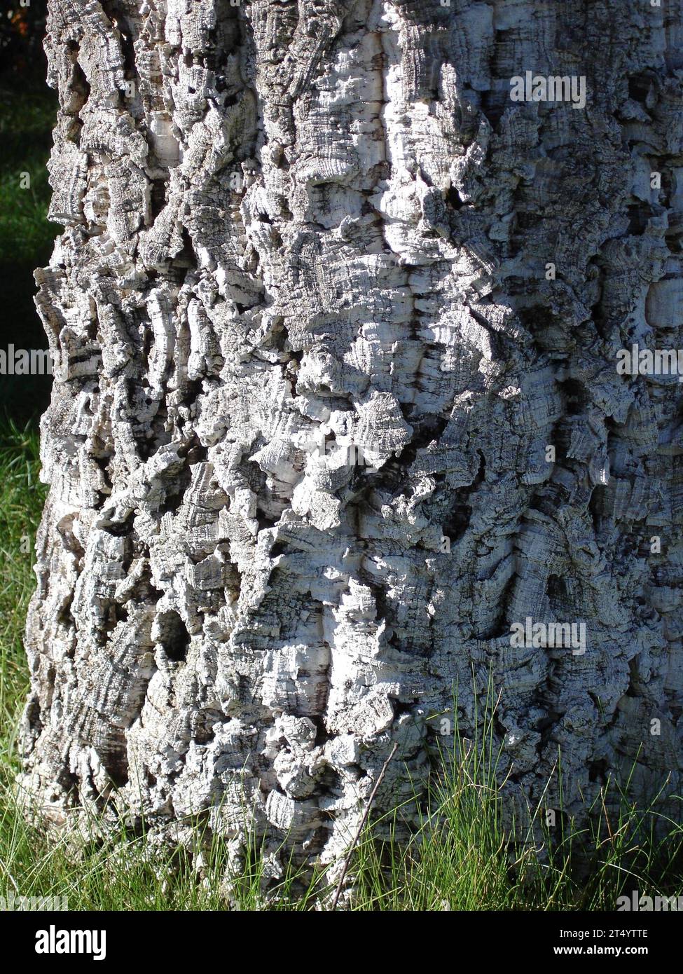 Die Rinde eines Baumes, die äußere Schicht eines Baumes die Rinde eines Baumes Stockfoto