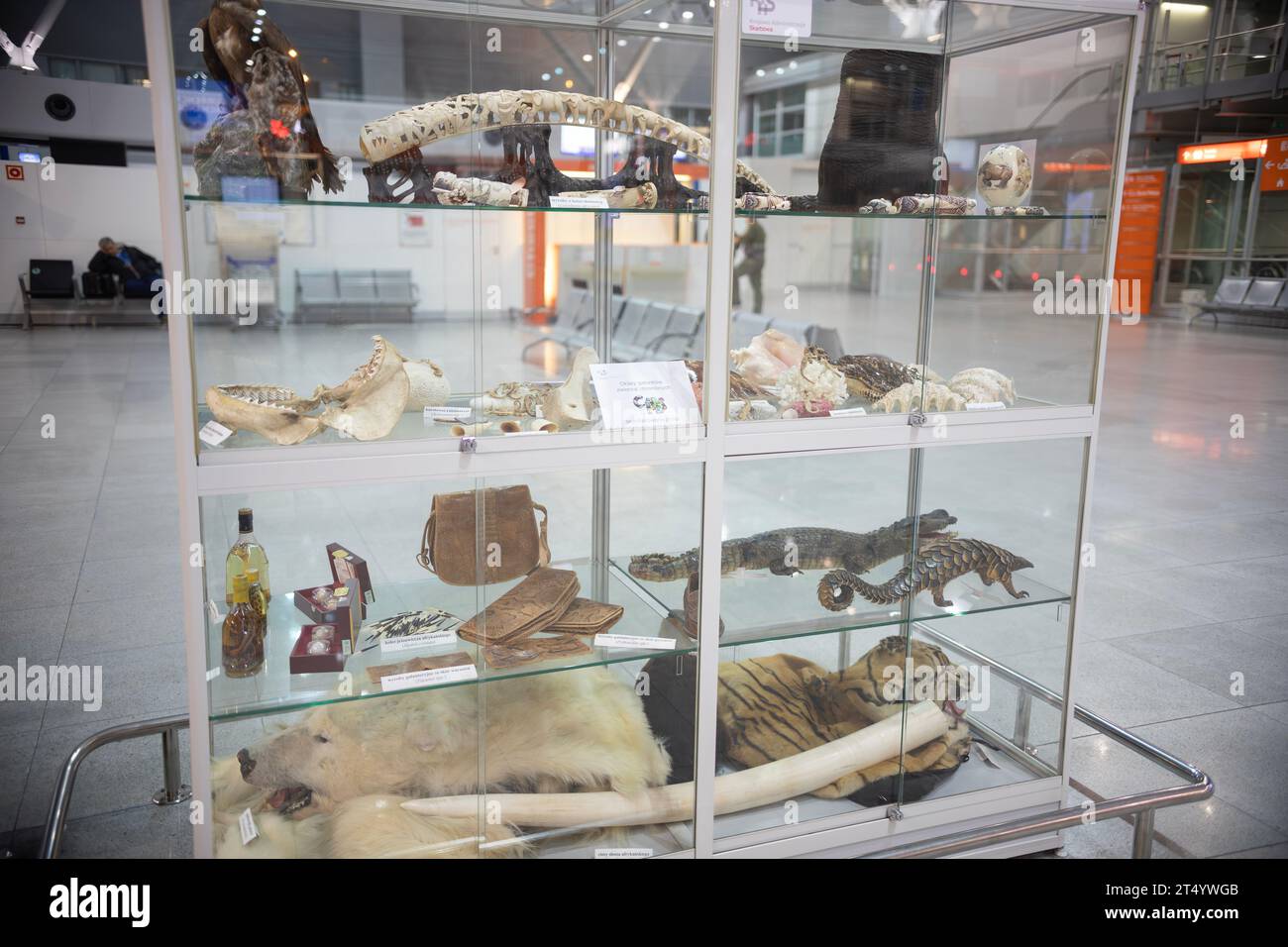 11. november 2018, Warschau, Polen - Ausstellung von Schmuggelwaren, die für den Transport am Flughafen verboten sind - Schlangen, Waffen, Bärenhaut, Tiger Stockfoto
