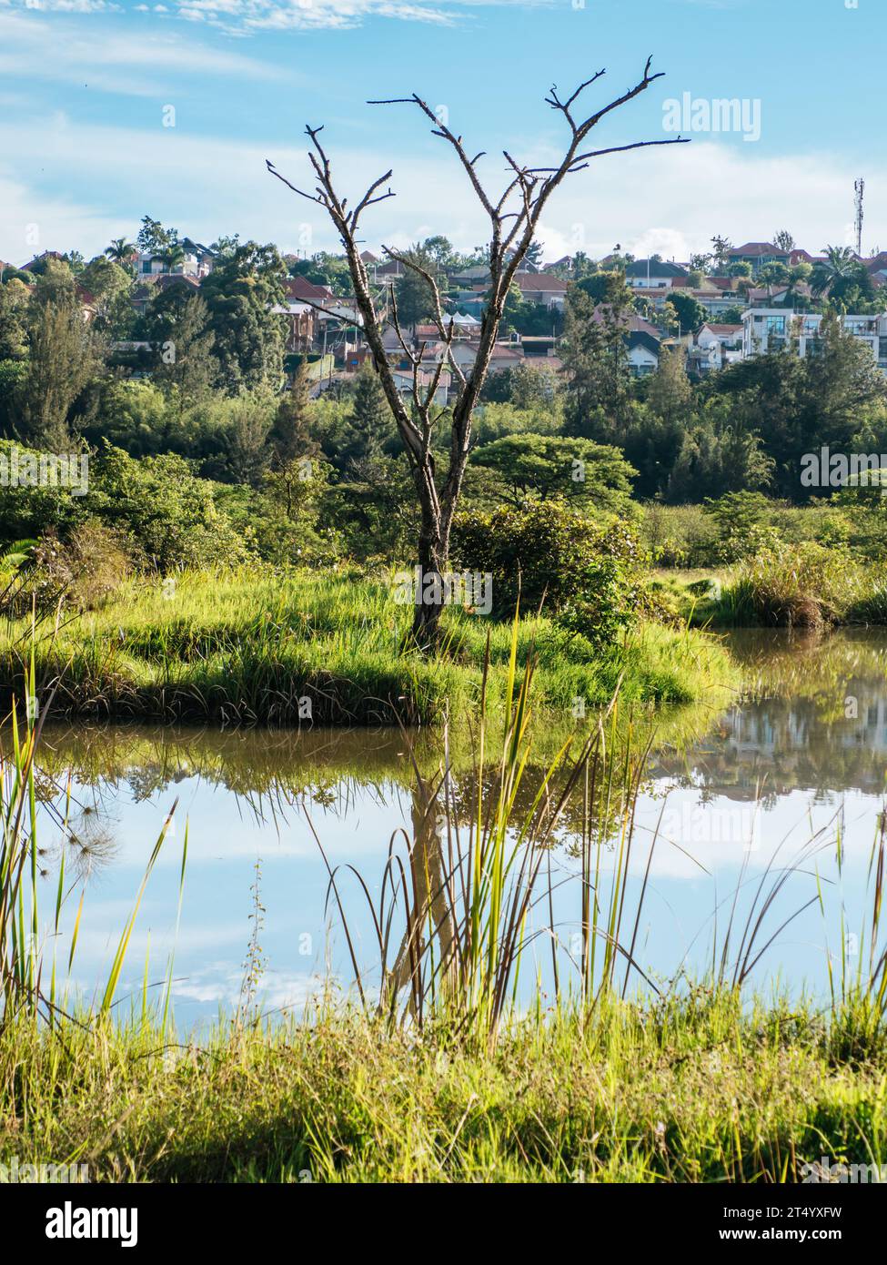Nyandungu Urban Wetland Eco-Tourism Park in der Stadt Kigali, Ruanda Stockfoto