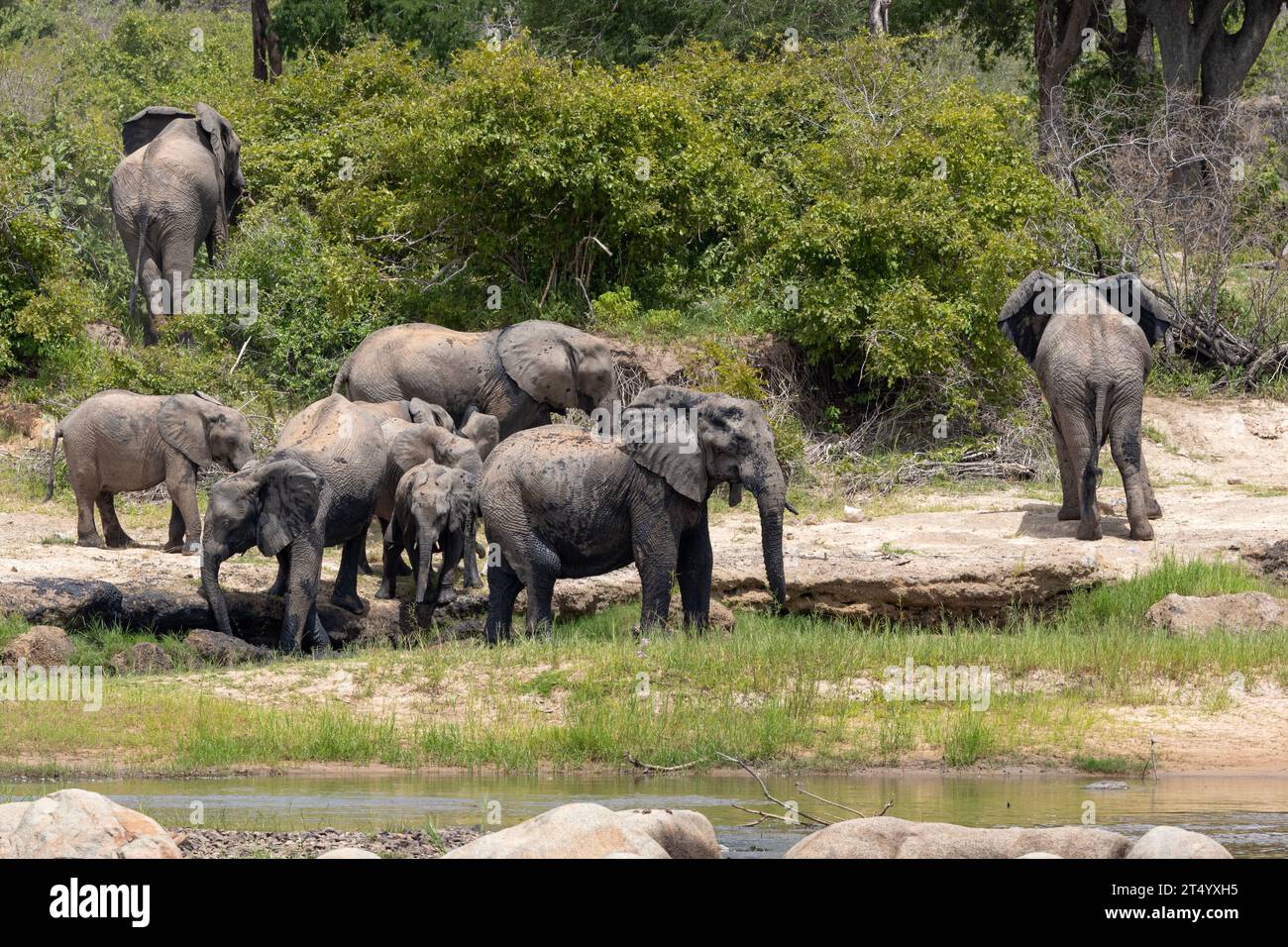 Eine Herde Elefanten trinkt und entspannt sich am Ufer des Great Ruaha River. Der Matriarch ist immer wachsam, aber Wasserpunkte sind wichtig. Stockfoto