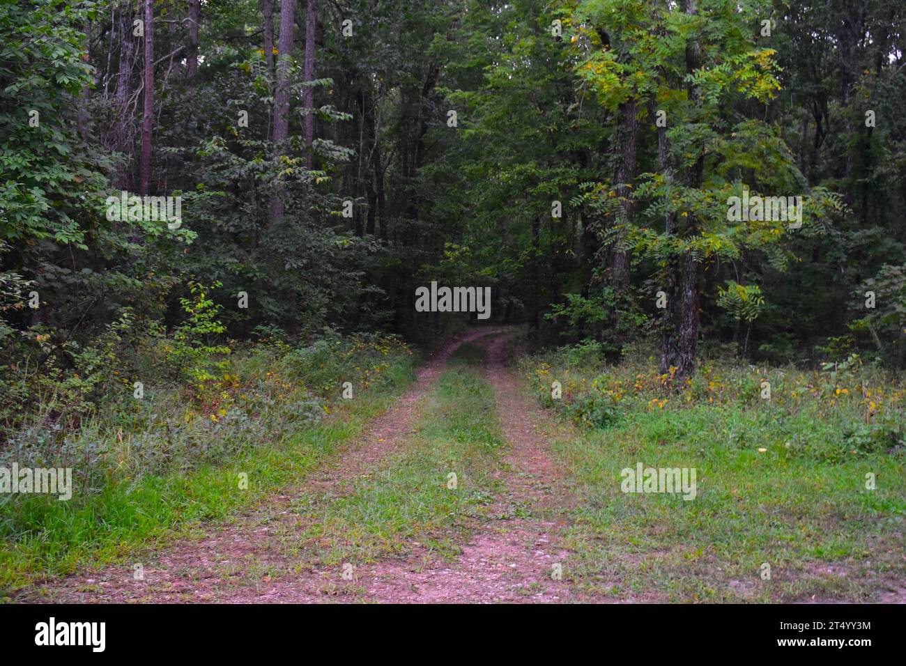 Eine Landstraße verschwindet in den Wäldern auf Forstland. Die Straße ist weniger befahren. Stockfoto