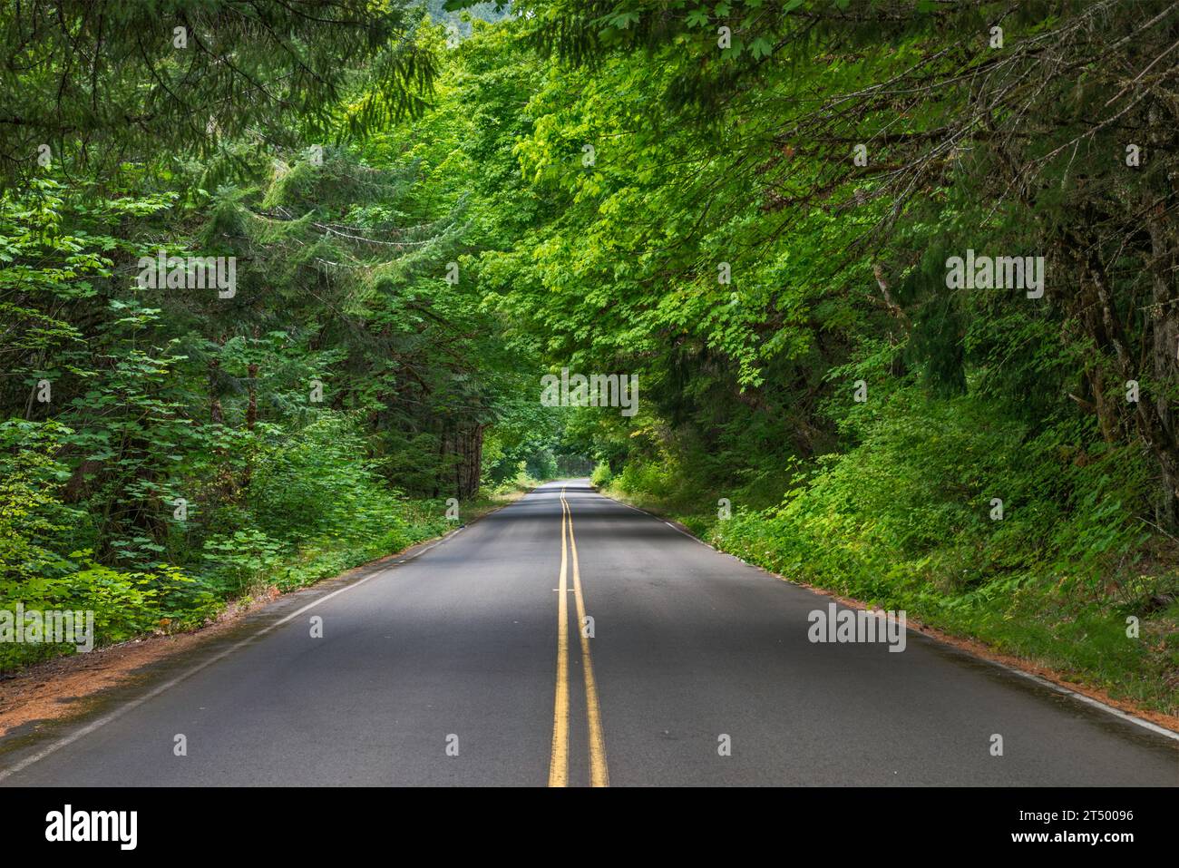 Clackamas River Road (Forest Road 46), Mischwald in der Nähe von Austin Hot Springs, Mt Hood National Forest, Cascade Range, Oregon, USA Stockfoto