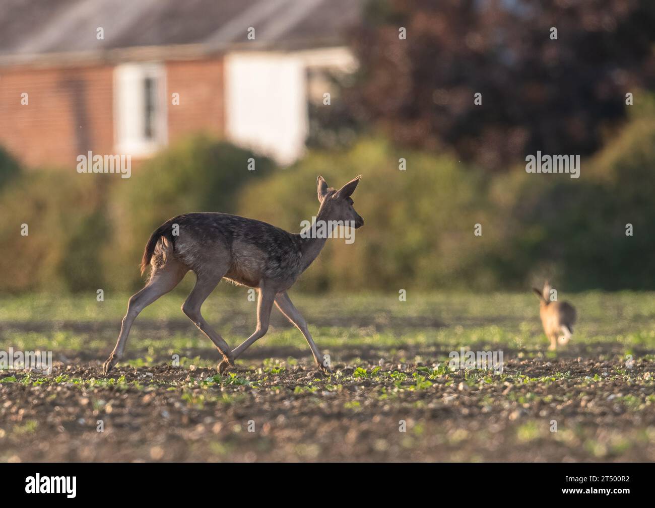 Ein heller, fleckiger Damhirsch und ein Hase, der über ein Zuckerrübenfeld läuft, zeigen Kraft und Fitness in einem Action-Shot. Suffolk, Großbritannien Stockfoto