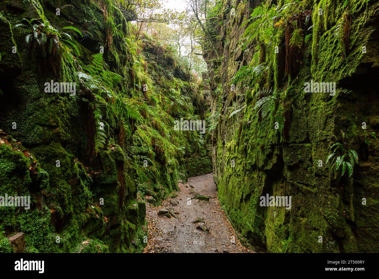 Lud's Church in der Nähe von Gradbach, einem tiefen, mit Millstone Grit bewachsenen Abgrund, Peak District National Park, Staffordshire, England Stockfoto