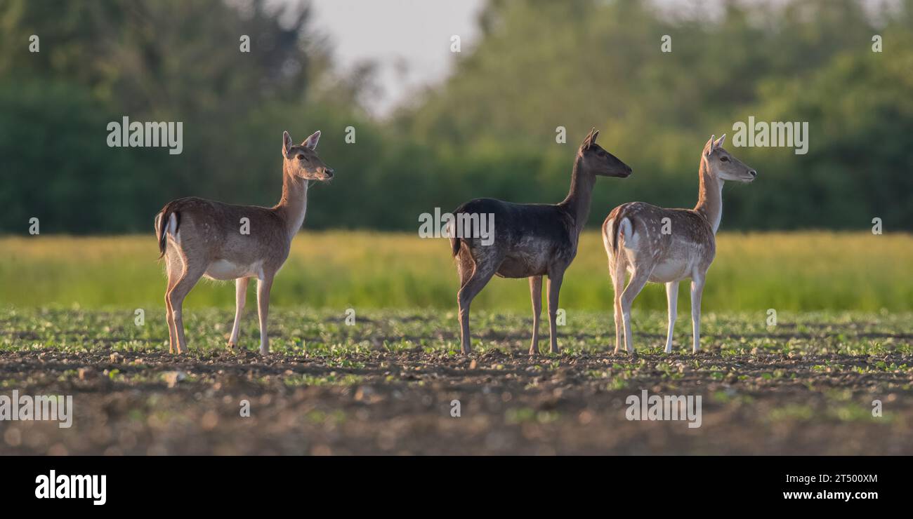 Drei in Folge. Zeigt alle verschiedenen Lackfarben an. Damhirsch ( Dama dama), der auf einem neu gebohrten Zuckerrübenfeld warnt, Suffolk, Vereinigtes Königreich Stockfoto