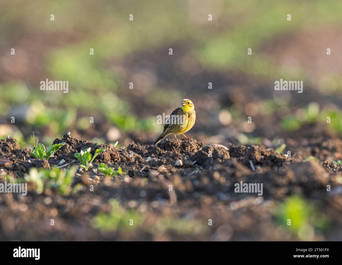Ein männlicher Yellowhammer ( Emberiza citrinella) im hellen Zuchtgefieder, der zwischen der neu entstandenen Zuckerrübe sitzt. Sommer . Suffolk UK Stockfoto