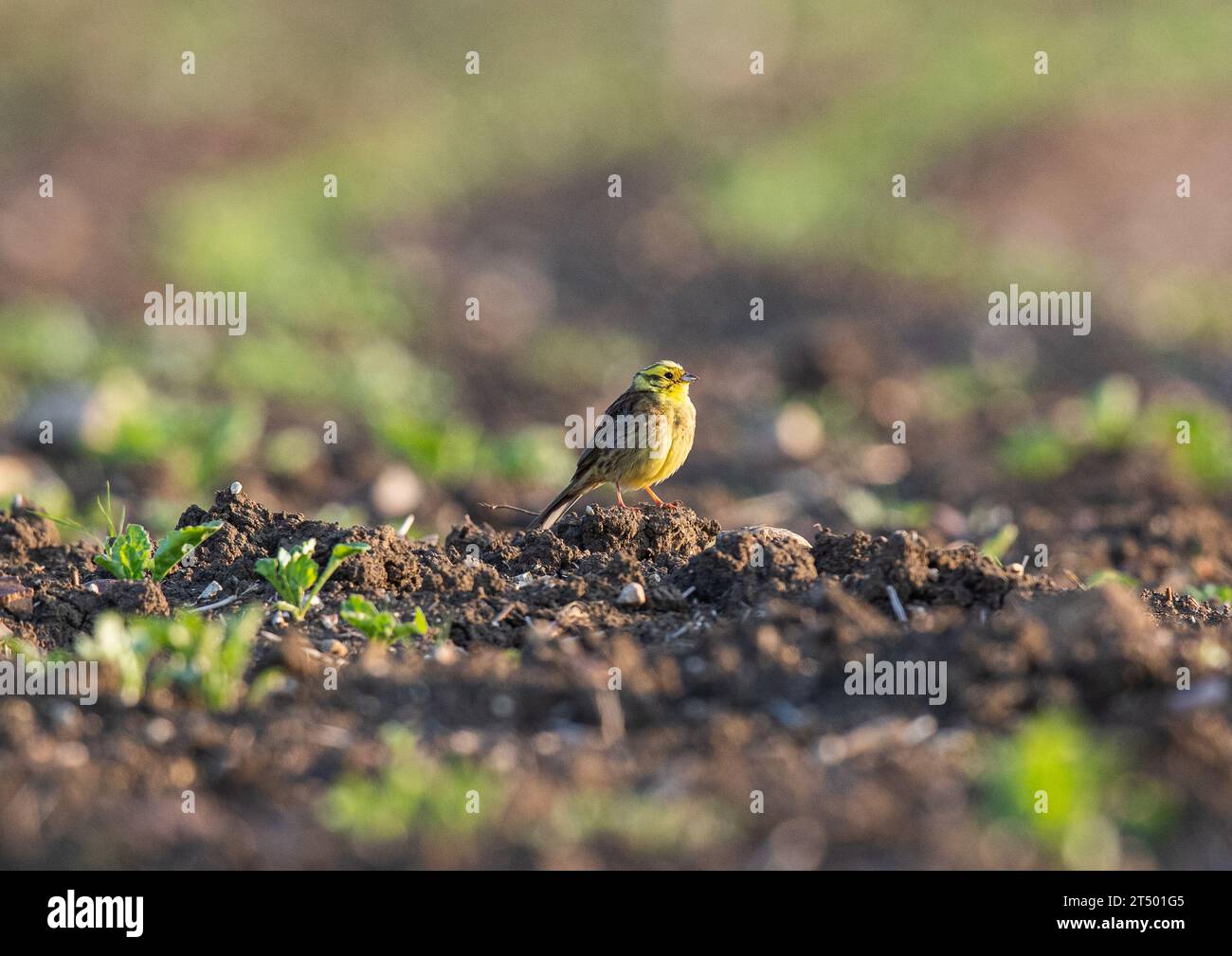 Ein männlicher Yellowhammer ( Emberiza citrinella) im hellen Zuchtgefieder, der zwischen der neu entstandenen Zuckerrübe sitzt. Sommer . Suffolk UK Stockfoto