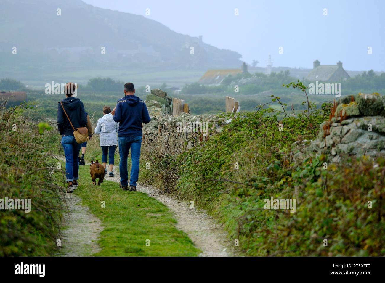 Frankreich, La Hague, 03.09.2023: Spaziergänger mit Hund zwischen den typischen Mauern, die Felder begrenzen, im Frühdunst auf dem Cap de la Hague auf der Halbinsel Cotentin an der franzoesischen Kanalkueste im Departement Manche in der Normandie. Die Region wird von den Einheimischen auch kleines Irland genannt. Im Hintergrund idt der kleine Weiler La Roche zu sehen, *** France, La Hague, 03 09 2023 Walker mit Hund zwischen den typischen Feldrändern, am frühen Morgen Dunst auf dem Cap de la Hague auf der Cotentin-Halbinsel an der Küste des französischen Ärmelkanals im Departement Ma Stockfoto