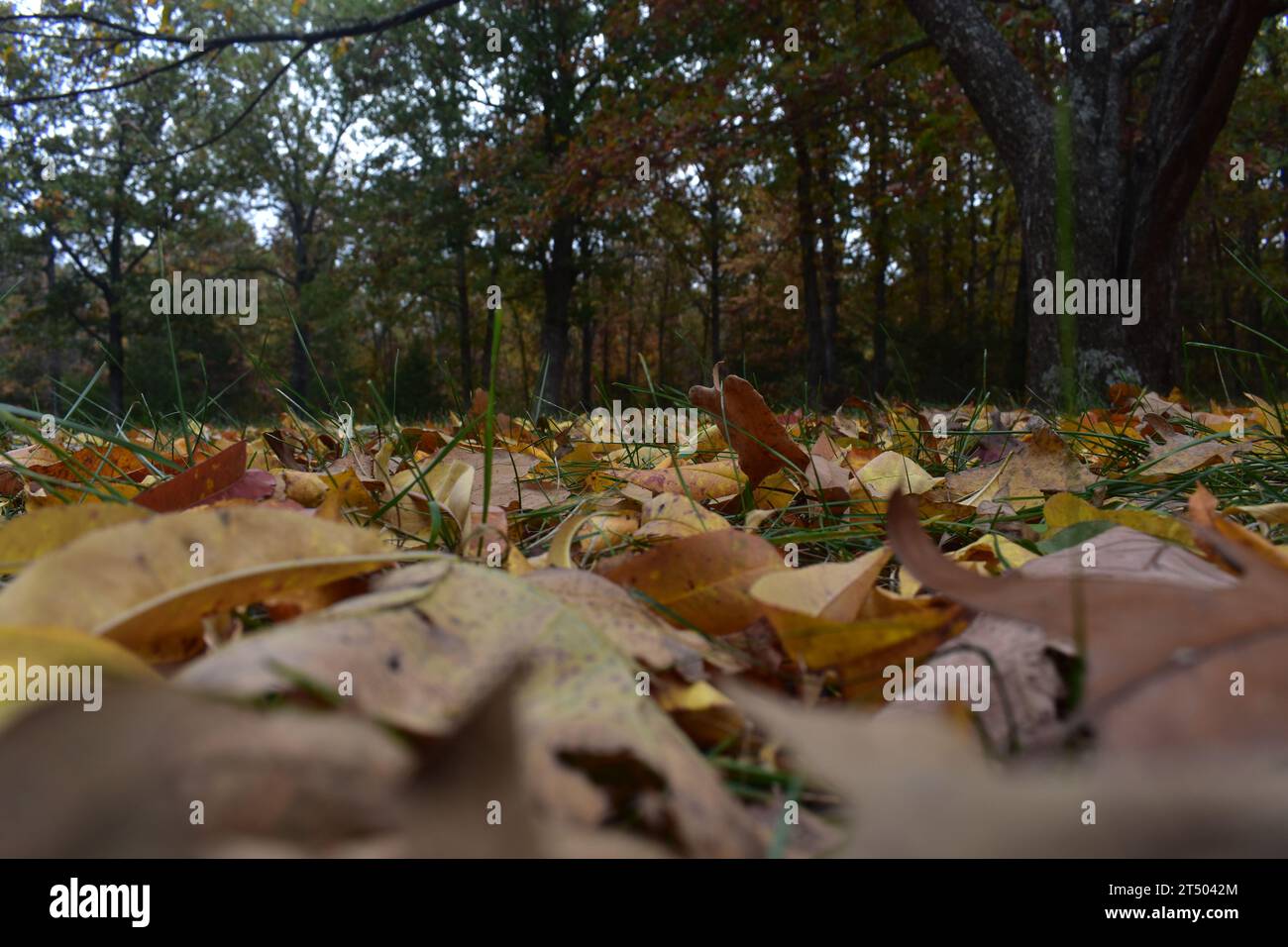 Ein Teppich aus herabfallenden Herbstblättern bedeckt das grüne Gras in dieser flachen Ansicht. Ein Hintergrund von verschwommenen Bäumen in Herbstfarben säumen den Hof. Stockfoto