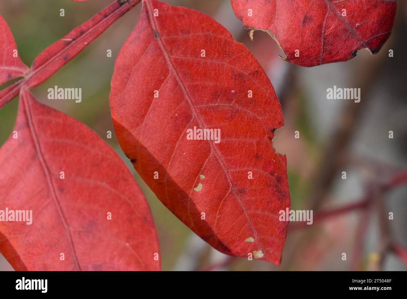Eine Nahaufnahme der Blätter auf einem Sumak, oder Sumach, Busch, die im Herbst des Jahres eine hellrote Farbe haben. Gattung-Rhus, Familie-Anacardiaceae Stockfoto