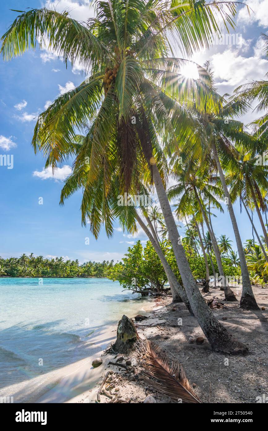 Palmen am Strand von Tahaa Island, Französisch-Polynesien Stockfoto