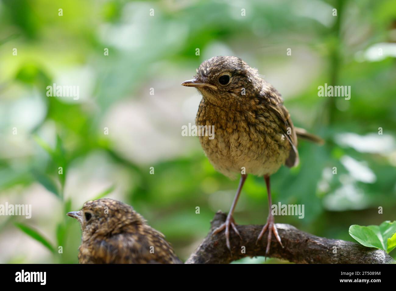Rotkehlchen, Jungvogel, juvenil, Erithacus rubecula, robin, europäischer robin, rothamme, Jungvögel, Le Rouge-Gorge-Familienmitglied Stockfoto