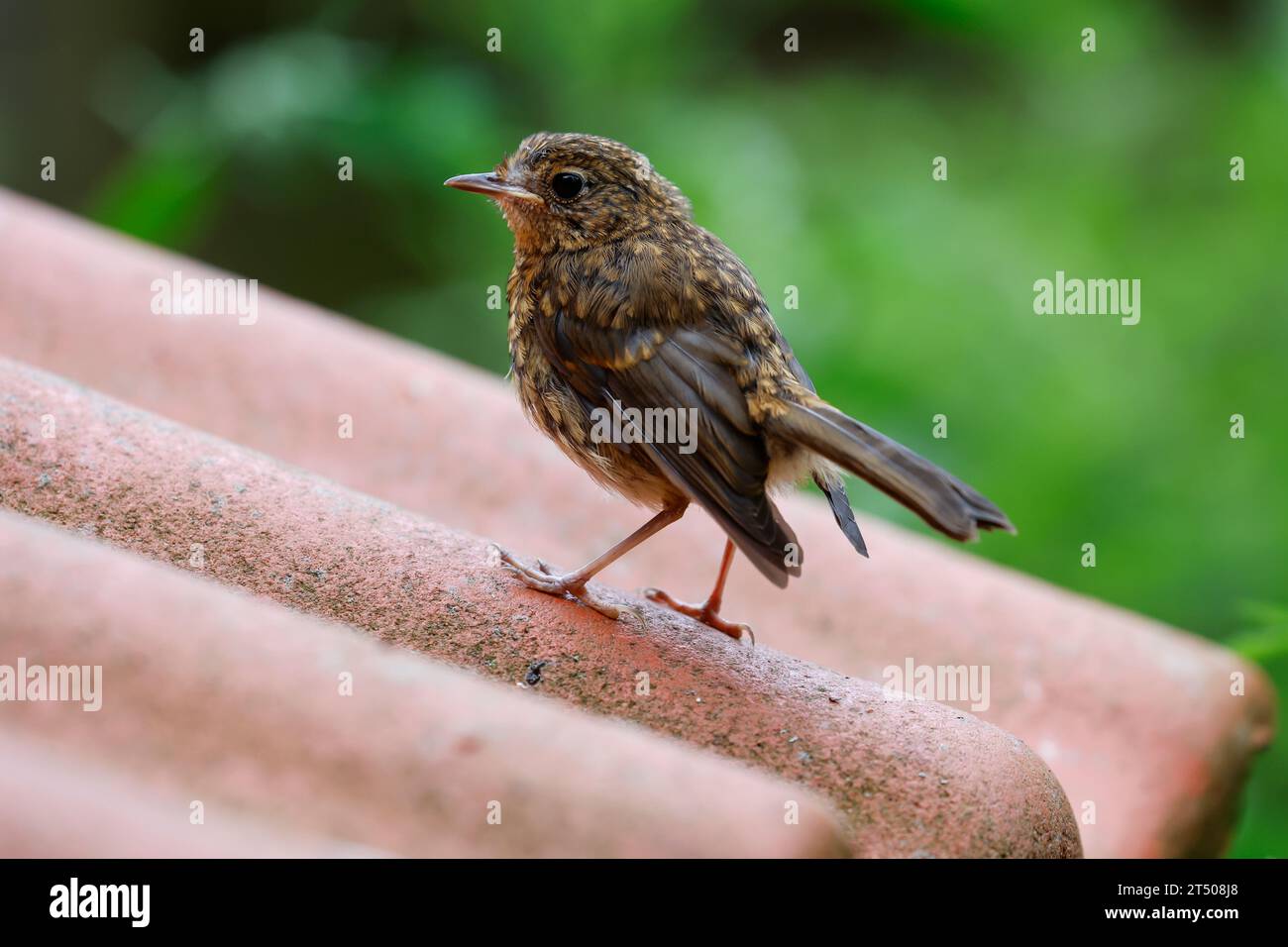 Rotkehlchen, Jungvogel, juvenil, Erithacus rubecula, robin, europäischer robin, rothamme, Jungvögel, Le Rouge-Gorge-Familienmitglied Stockfoto