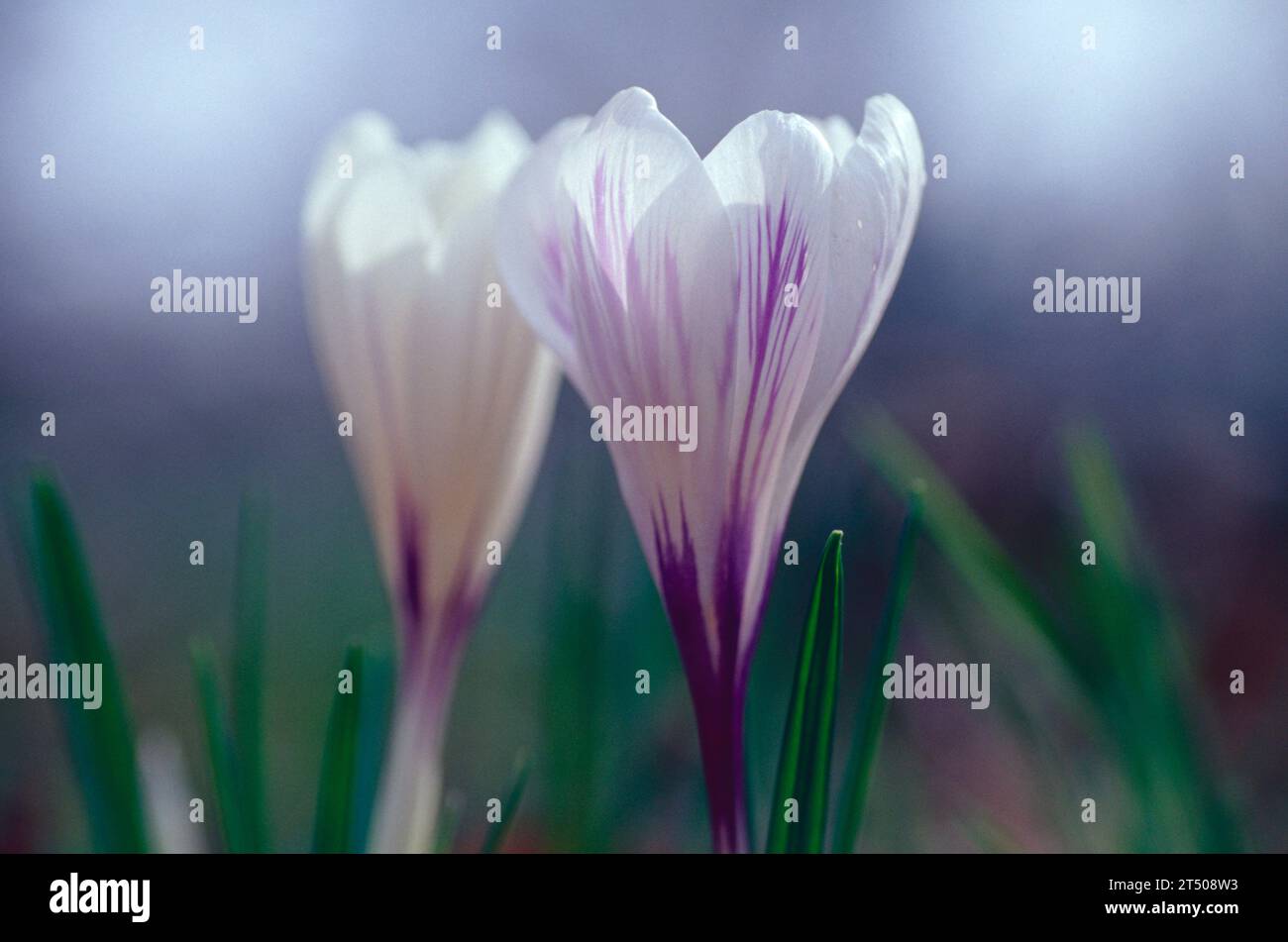 Crocus vernus Nahaufnahme mit geringer Schärfentiefe Stockfoto