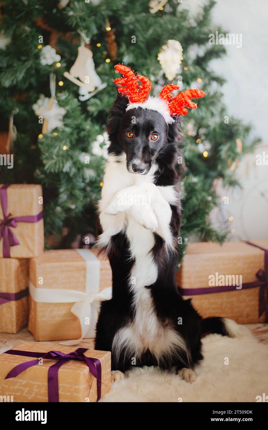 Süßer Hund mit Rentiergeweih, Weihnachtsfeier Stockfoto