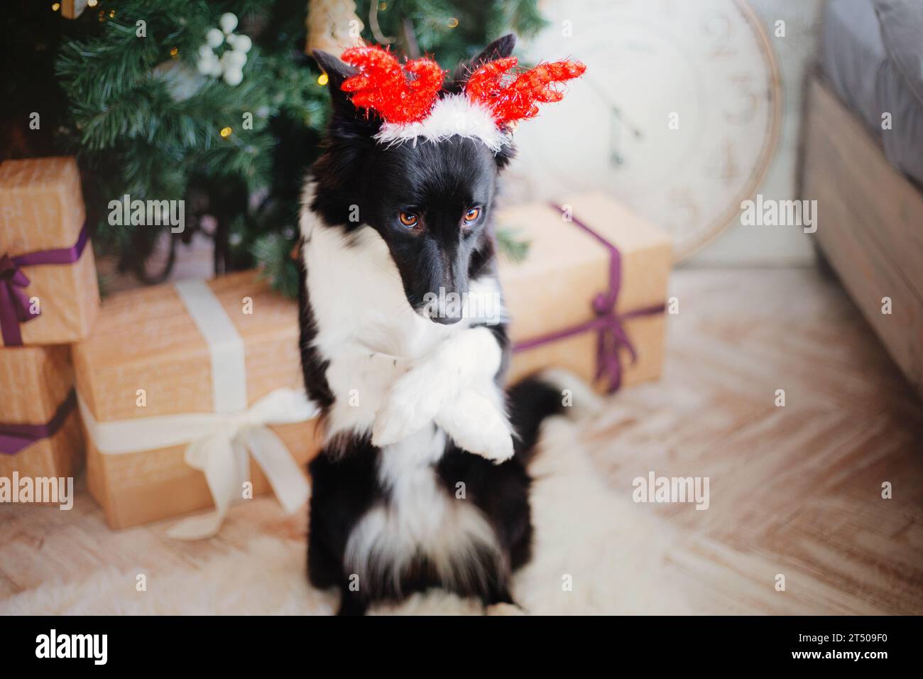 Süßer Hund mit Rentiergeweih, Weihnachtsfeier Stockfoto