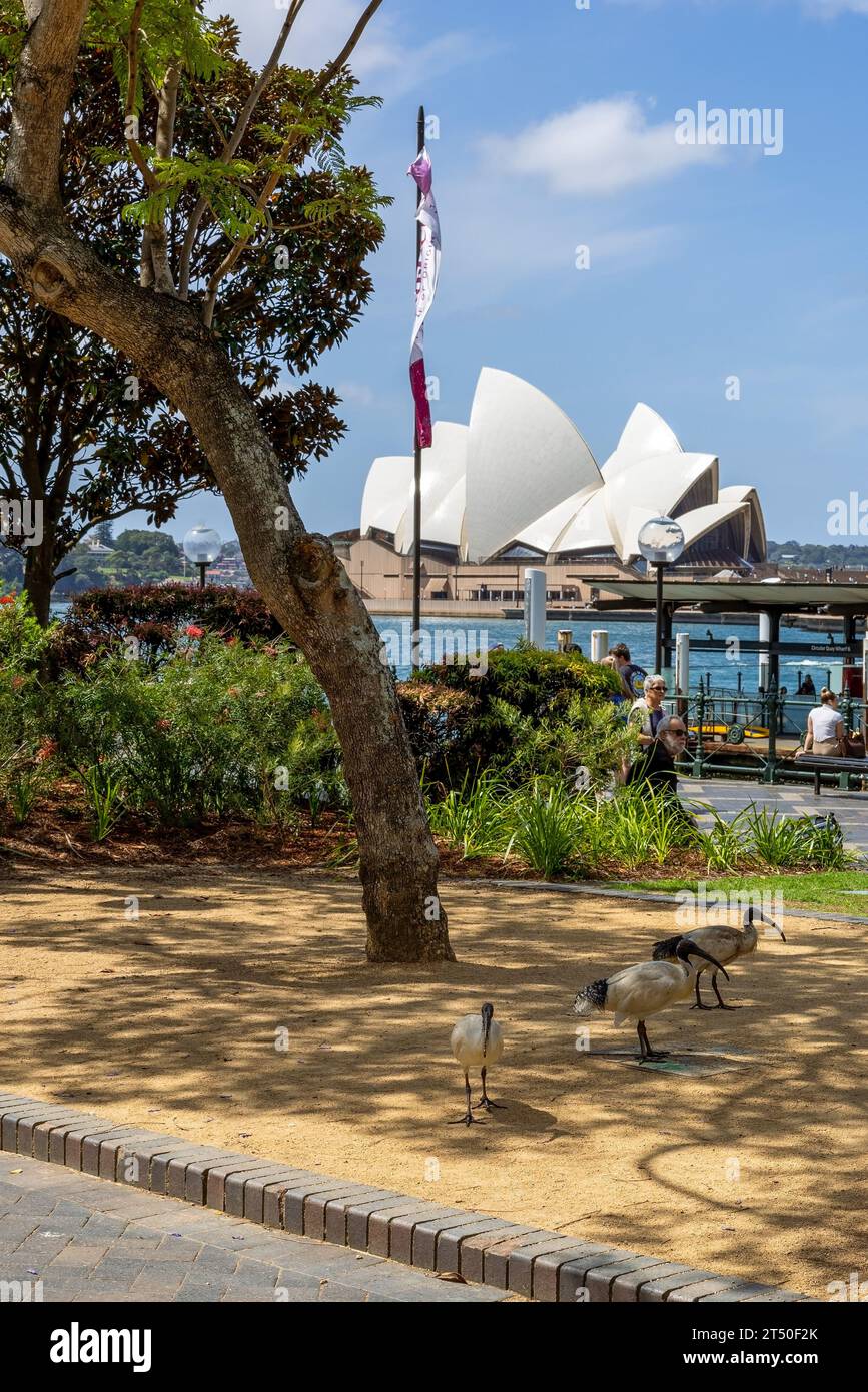 Sydney Opera House, Sydney, NSW, Australien Stockfoto