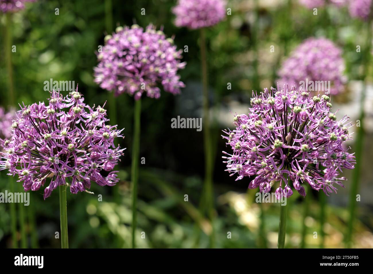 Allium hollandicum, die persische Zwiebel[1][2] oder niederländischer Knoblauch, Stockfoto