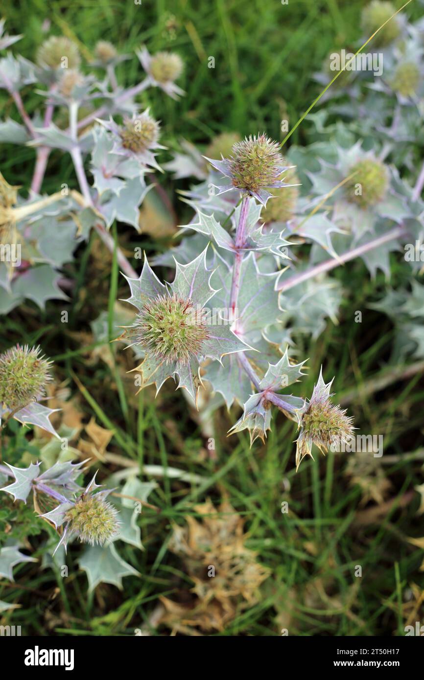 Sea holly am Strand am Princes Drive, Sandwich, Kent, England, Großbritannien Stockfoto