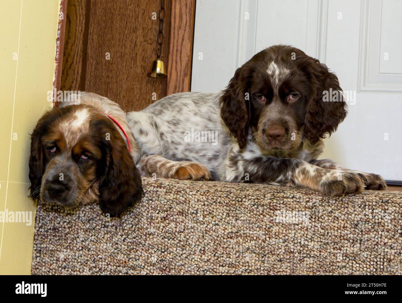 Zwei junge roan-farbige Springer-Spaniel-Welpen, die die Treppe hinunterschauen Stockfoto