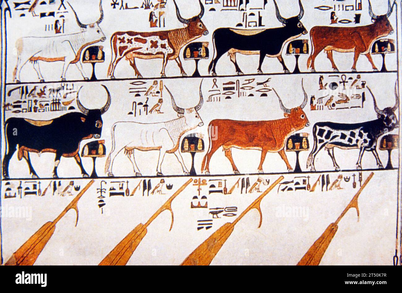 Luxor Egypt Tal der Königinnen Grab von Nefertari, Himmelstier und sieben Hathor-Kühe mit den vier Rudern des Himmels darunter Stockfoto