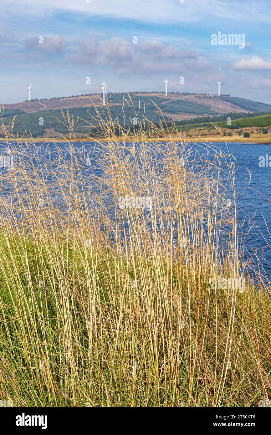 Hohe Gräser, die neben Loch Lussa im Wind wehen, mit einem Windpark im Hintergrund auf der Kintyre Peninsula, Argyll & Bute, Schottland, Großbritannien Stockfoto