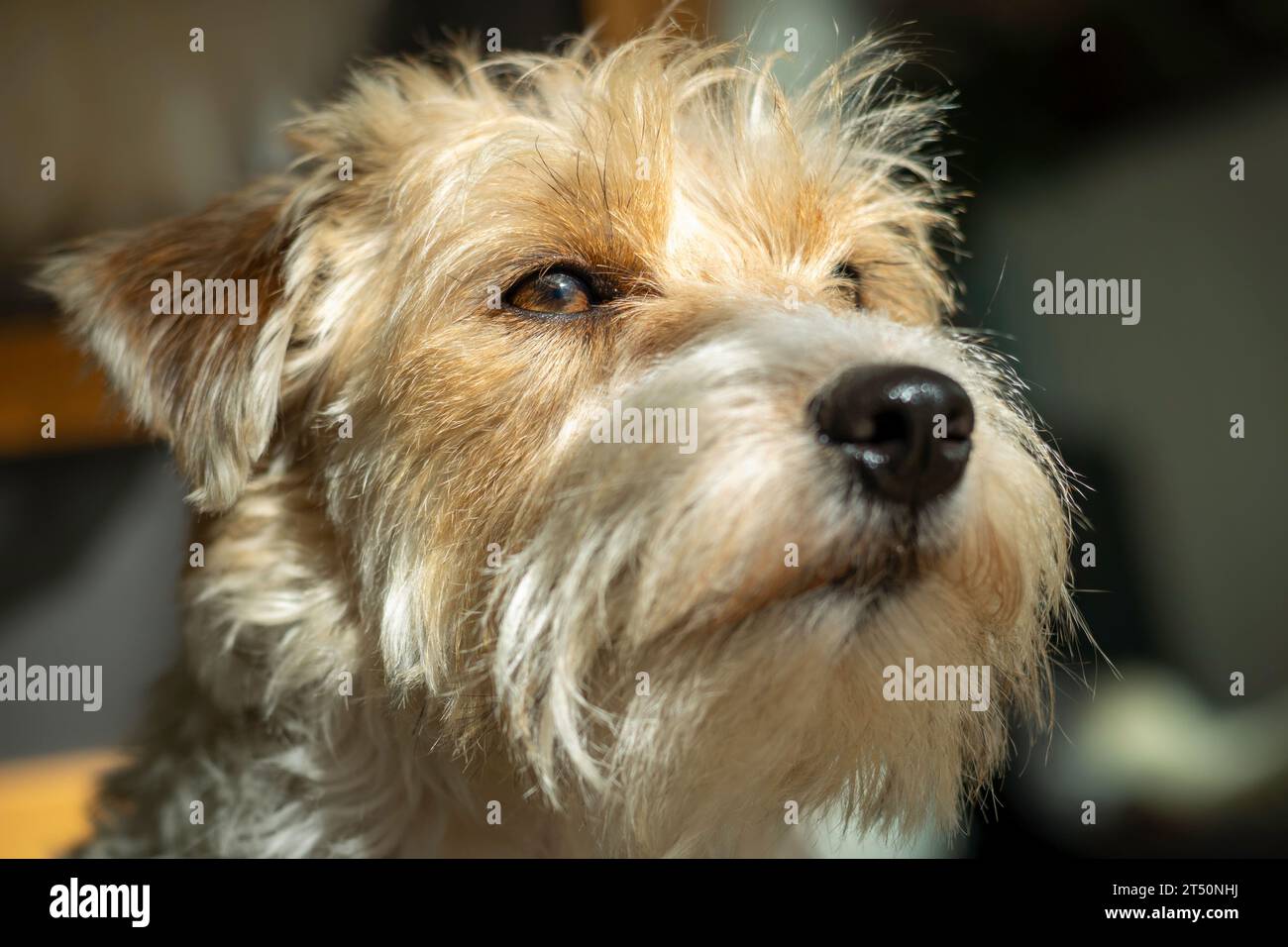 Nahporträt von Arusha, Jack russel Terrier Genießen Sie die Sonne Stockfoto