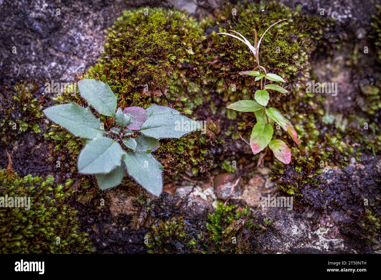 Pflanzen an einer alten Burgmauer Stockfoto