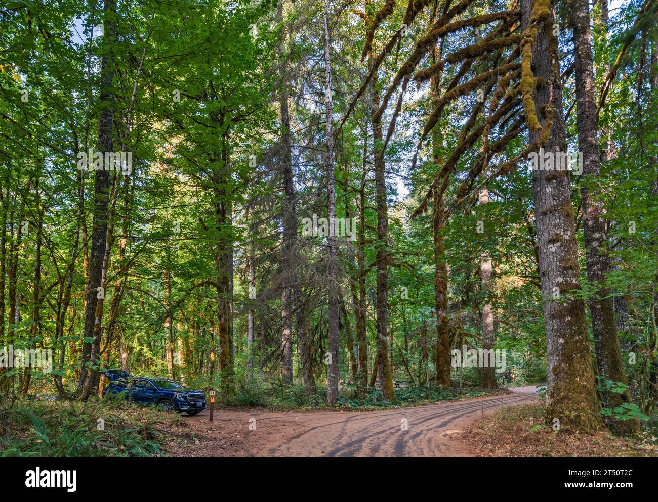 Alte Bäume über dem Campingplatz im Beaver Campground, Gifford Pinchot National Forest, in der Nähe der Gemeinde Stabler, Bundesstaat Washington, USA Stockfoto