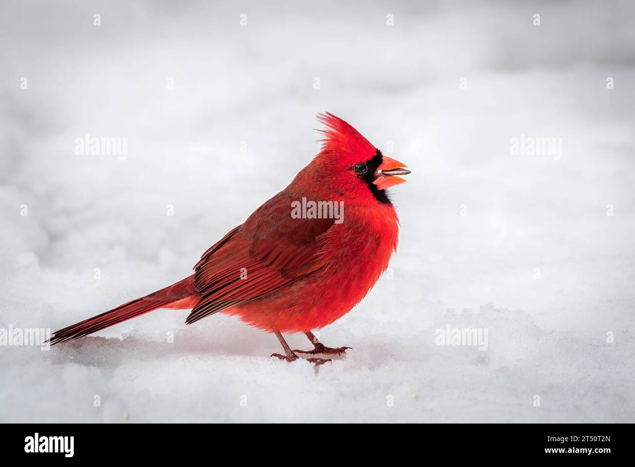 Roter männlicher Kardinal hockte auf dem mit Schnee bedeckten Deck auf der Suche nach Vogelsamen und fütterte Vögel im Winter Stockfoto