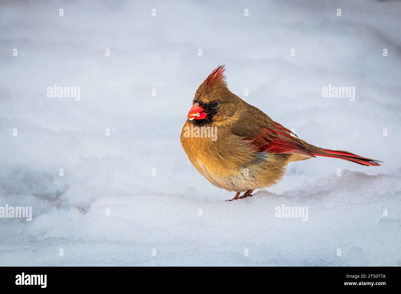 Weiblicher Kardinal, der in tiefem Schnee nach Nahrung sucht Stockfoto