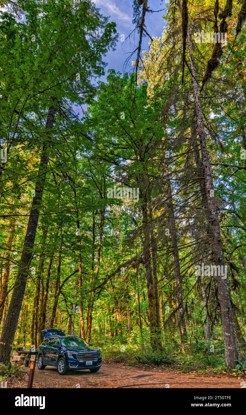 Alte Bäume über dem Campingplatz im Beaver Campground, Gifford Pinchot National Forest, in der Nähe der Gemeinde Stabler, Bundesstaat Washington, USA Stockfoto