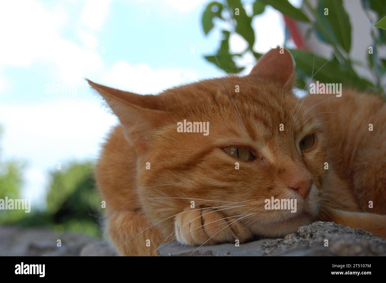 Rote Fellkatze Stockfoto